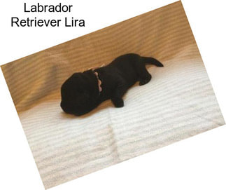 Labrador Retriever Lira