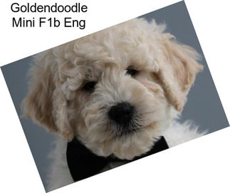 Goldendoodle Mini F1b Eng