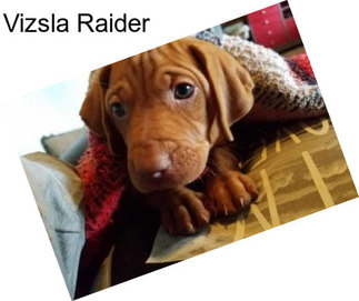 Vizsla Raider