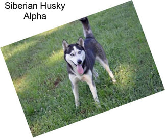 Siberian Husky Alpha