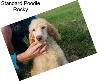 Standard Poodle Rocky