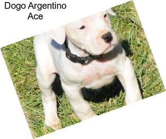 Dogo Argentino Ace