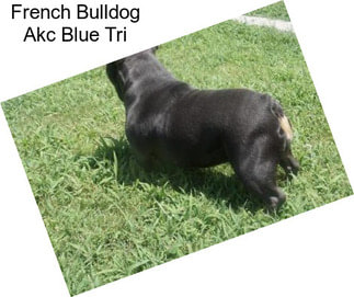 French Bulldog Akc Blue Tri
