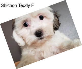 Shichon Teddy F