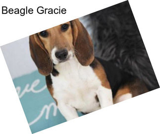 Beagle Gracie