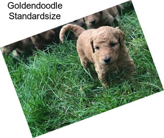 Goldendoodle Standardsize