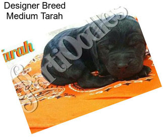 Designer Breed Medium Tarah