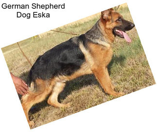German Shepherd Dog Eska