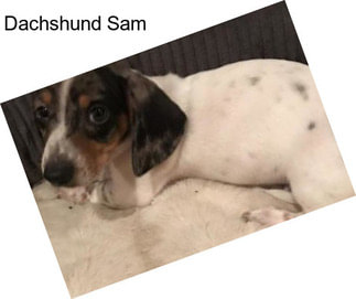 Dachshund Sam