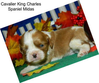 Cavalier King Charles Spaniel Midas