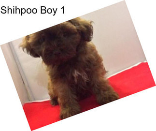 Shihpoo Boy 1