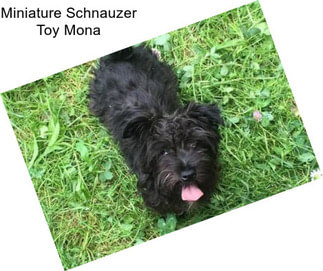 Miniature Schnauzer Toy Mona