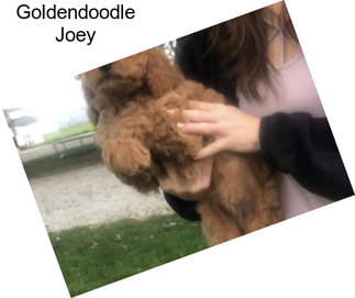 Goldendoodle Joey