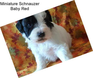 Miniature Schnauzer Baby Red