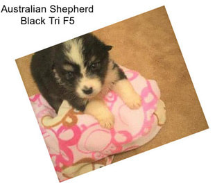 Australian Shepherd Black Tri F5