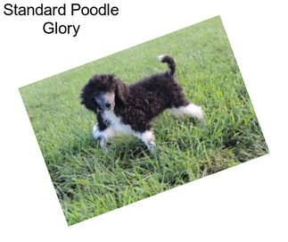 Standard Poodle Glory