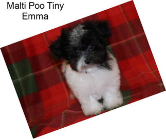 Malti Poo Tiny Emma