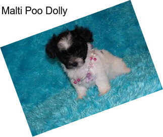 Malti Poo Dolly