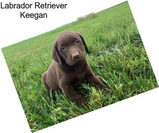 Labrador Retriever Keegan