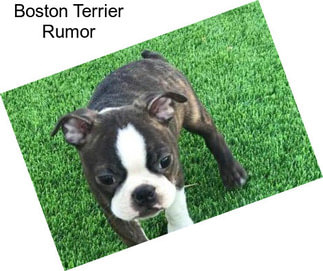 Boston Terrier Rumor