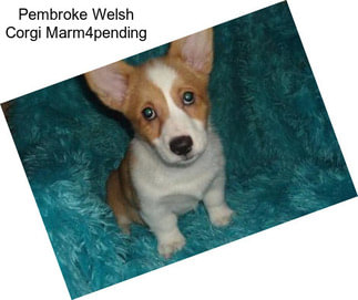 Pembroke Welsh Corgi Marm4pending