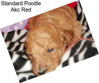 Standard Poodle Akc Red