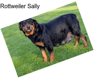 Rottweiler Sally