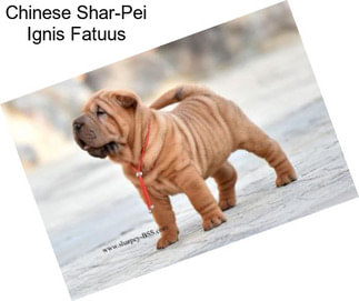 Chinese Shar-Pei Ignis Fatuus