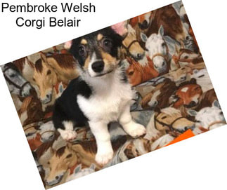 Pembroke Welsh Corgi Belair
