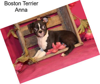 Boston Terrier Anna