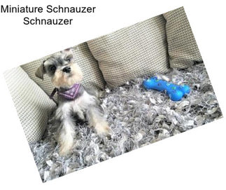 Miniature Schnauzer Schnauzer