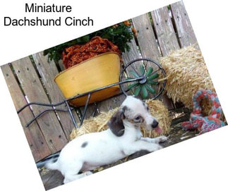 Miniature Dachshund Cinch