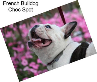 French Bulldog Choc Spot
