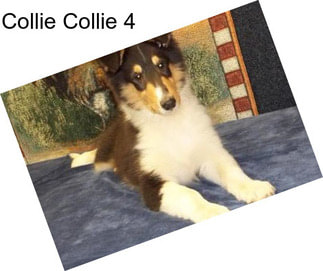 Collie Collie 4