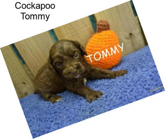 Cockapoo Tommy