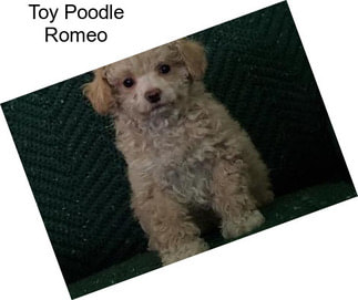 Toy Poodle Romeo