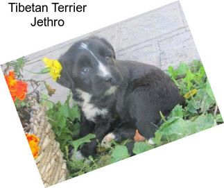 Tibetan Terrier Jethro