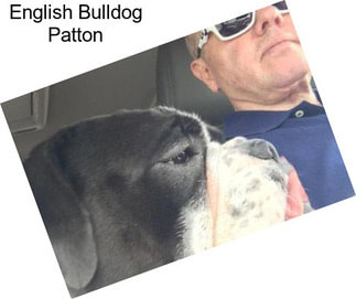 English Bulldog Patton