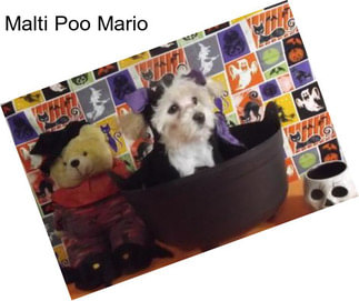 Malti Poo Mario