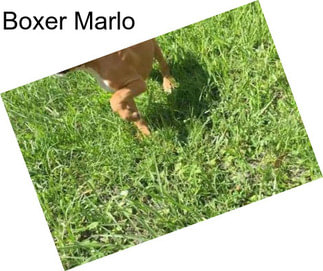 Boxer Marlo