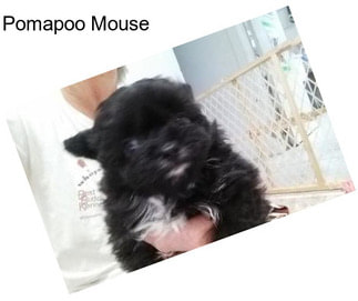 Pomapoo Mouse