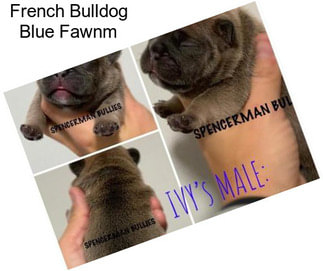 French Bulldog Blue Fawnm