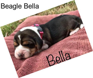 Beagle Bella