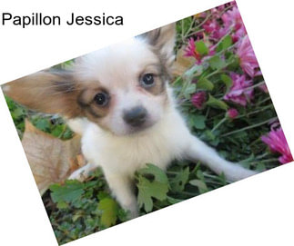 Papillon Jessica