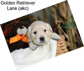 Golden Retriever Lane (akc)