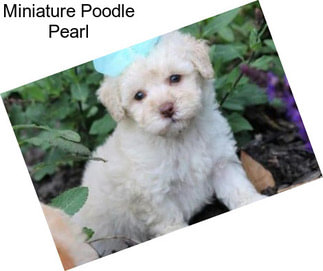 Miniature Poodle Pearl