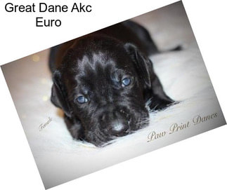 Great Dane Akc Euro