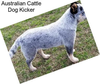 Australian Cattle Dog Kicker