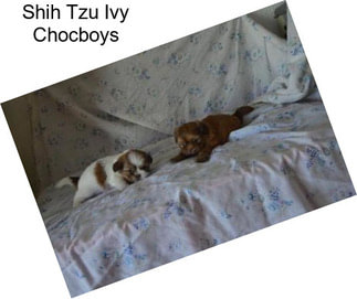 Shih Tzu Ivy Chocboys