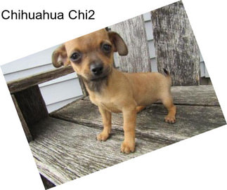 Chihuahua Chi2